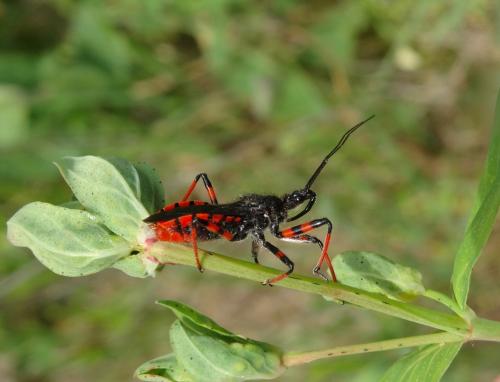 Rhynocoris annulatus