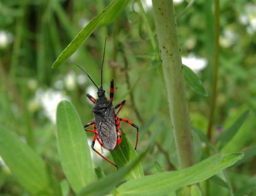 Rhynocoris annulatus