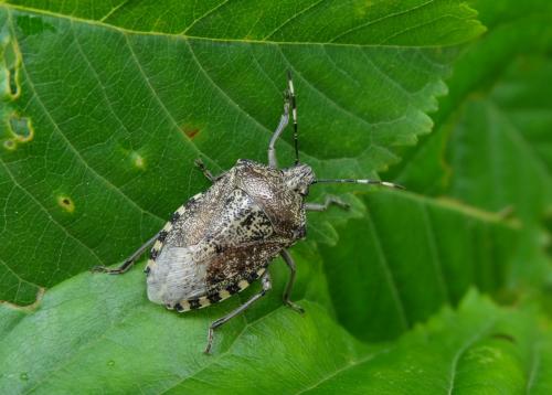 Rhaphigaster nebulosa