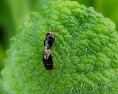 Geocoris erythrocephalus