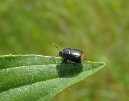 Legnotus limbosus