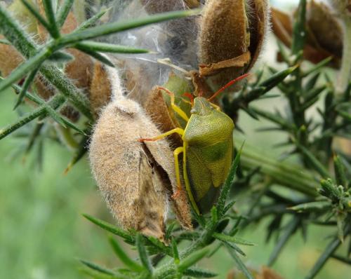 Piezodorus lituratus