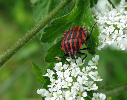 Réf. 164 079 : Graphosoma italicum