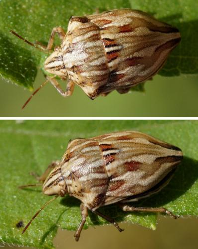 Réf. 164 170 : Odontotarsus robustus