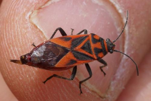 Graptostethus servus