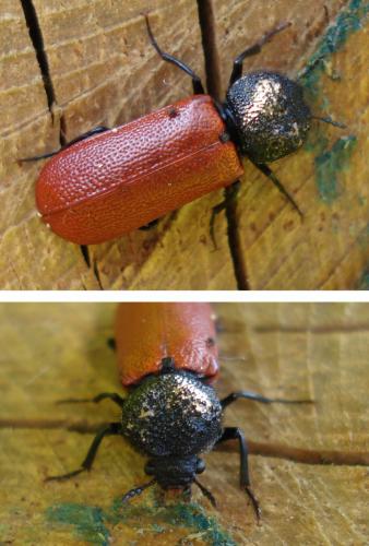 Bostrichus capucinus