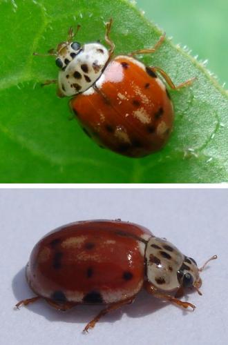 Harmonia quadripunctata