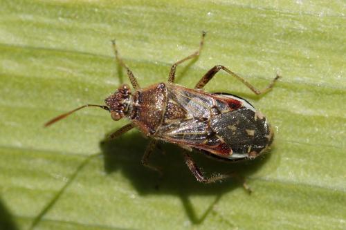 Liorhyssus hyalinus