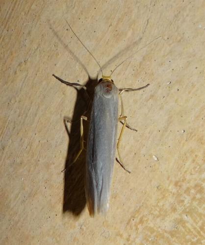Eilema caniola
