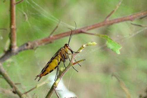 Panorpa sp.