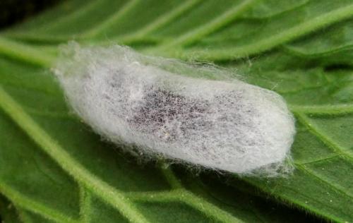 Euchalcia variabilis