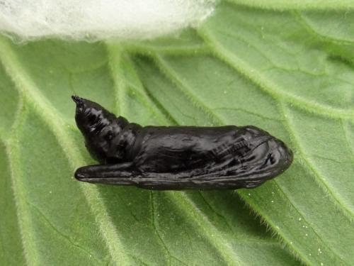 Euchalcia variabilis