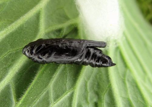 Euchalcia variabilis