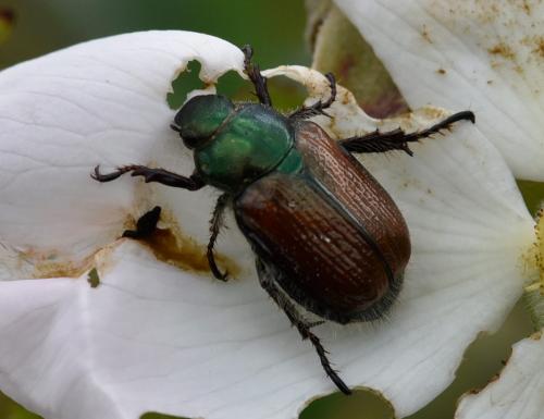 Réf. 164 604 : Phyllopertha horticola