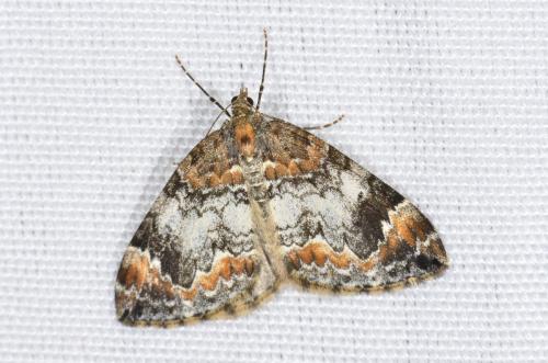 Réf. 164 371 : Dysstroma truncata