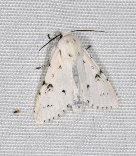 Acronicta leporina