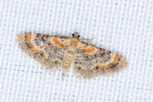 Eupithecia sp.