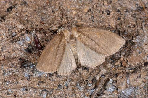 Réf. 164 372 : Calliteara pudibunda