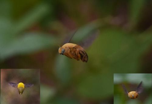 Xylocopa sp.