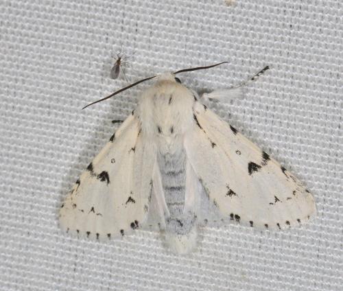 Acronicta leporina