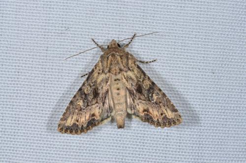 Réf. 164 597 : Apamea anceps