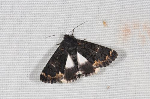 Catephia alchymista
