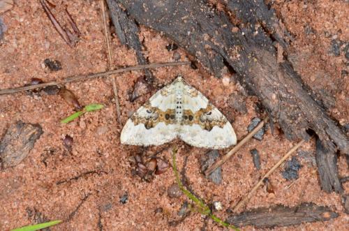 Réf. 164 161 : Xanthorhoe montanata