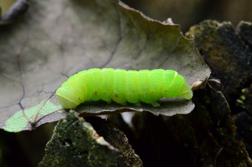 Orthosia cerasi