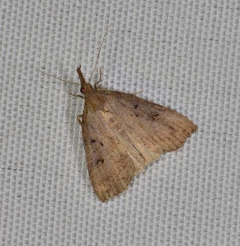 Hypena rostralis