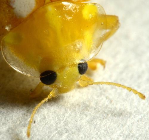 Halyzia sedecimguttata