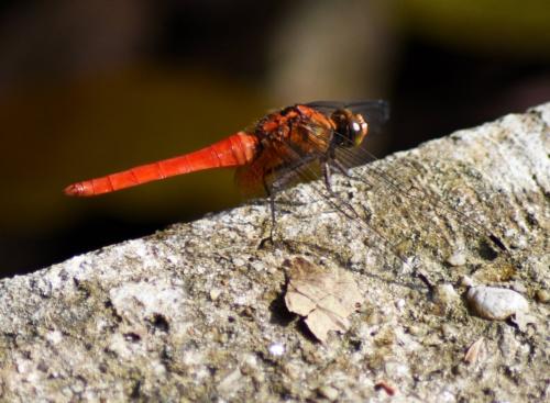 Orthetrum testaceum