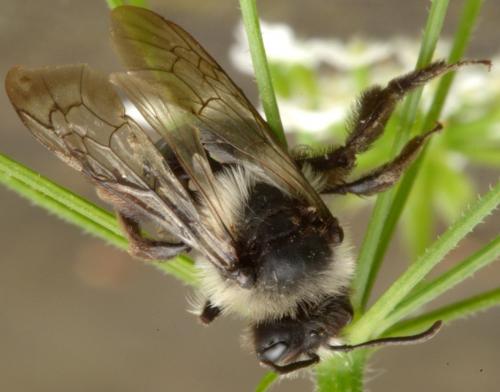Andrena cineraria
