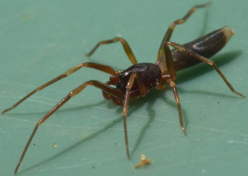 Harpactea hombergi