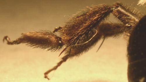Andrena cineraria