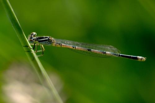 Erythromma lindenii