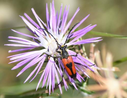 Réf. 164 339 : Stictoleptura cordigera