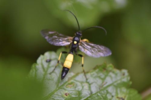 Ichneumoninae