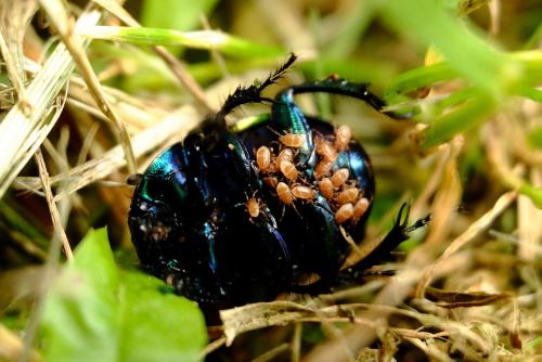 Réf. 164 199 : Trypocopris pyrenaeus