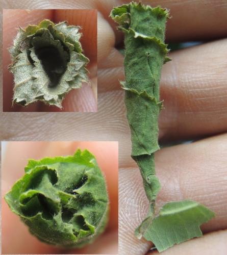 Deporaus betulae