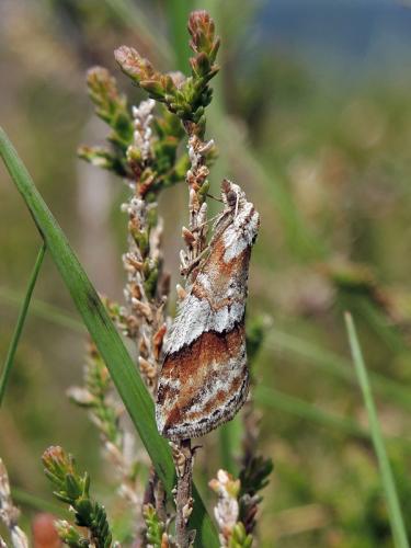 Chesias rufata