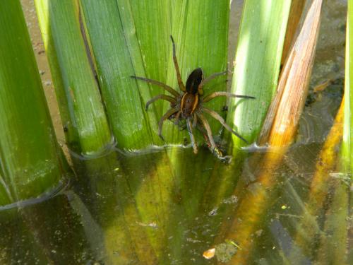 Dolomedes sp.