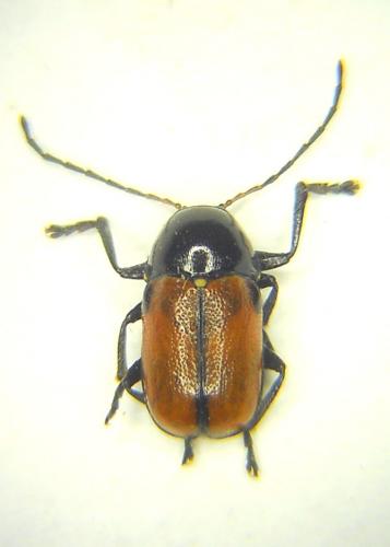 Cryptocephalus quadripunctatus