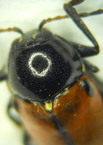 Cryptocephalus quadripunctatus