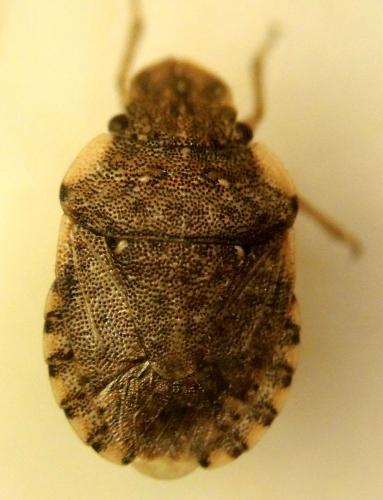 Réf. 164 974 : Sciocoris sideritidis