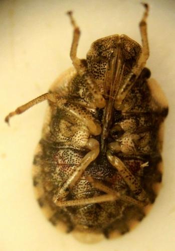 Réf. 164 975 : Sciocoris sideritidis