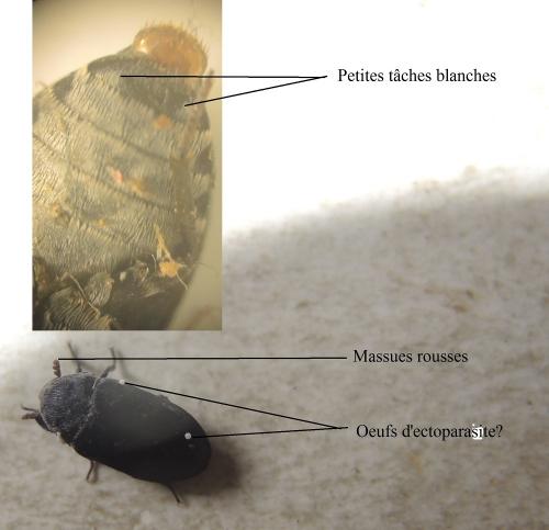 Dermestes sp.
