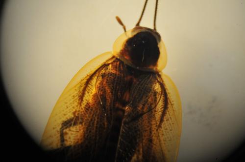 Ectobius sp.