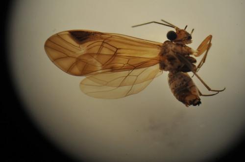 Réf. 164 995 : Metylophorus nebulosus