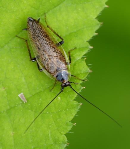 Ectobius lapponicus