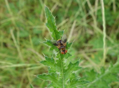 Réf. 164 668 : Ectophasia sp.